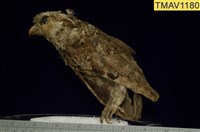 藏品(黃嘴角鴞)的圖片